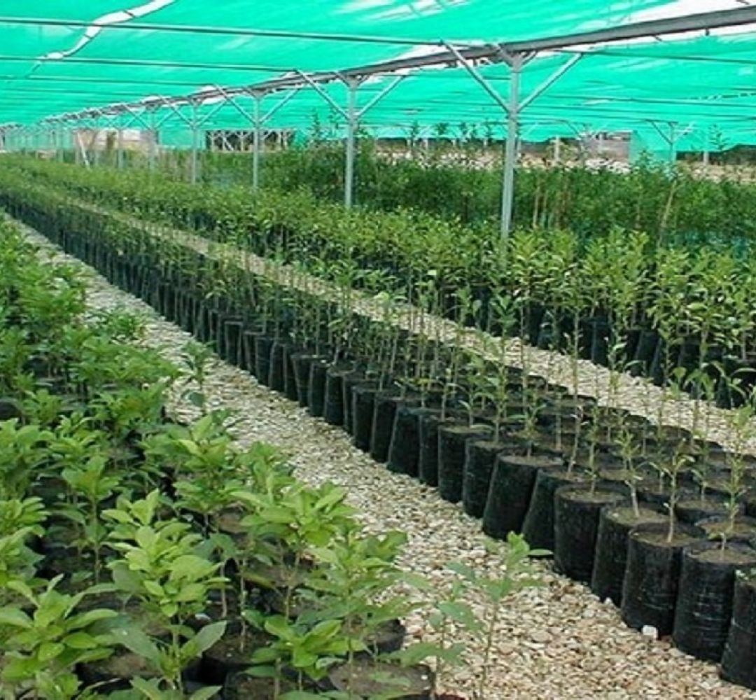 ۱۹ نهالستان فعال در خراسان جنوبی ایجاد شد