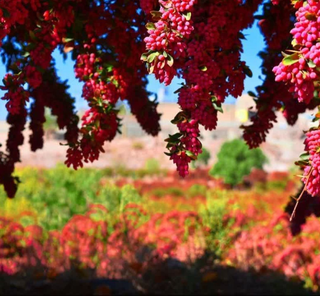 زرشک محصولی استراتژیک تا ظرفیت برای گردشگری