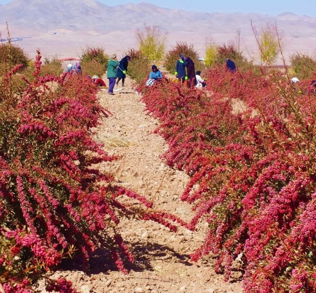 زرشک خراسان جنوبی در تنگنای گرمایش جهانی