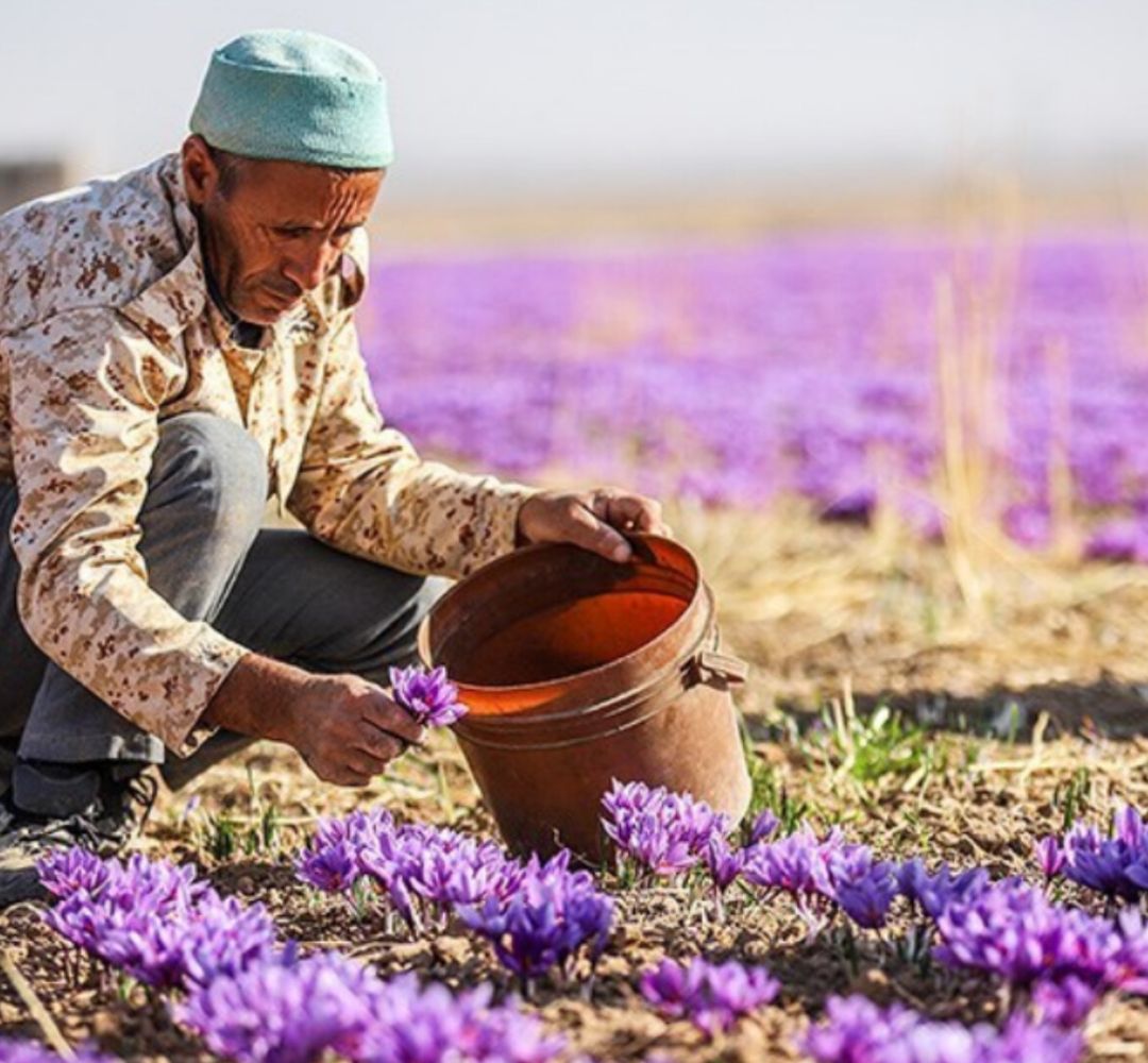 طلای سرخ در دستان خاکستری دلالان