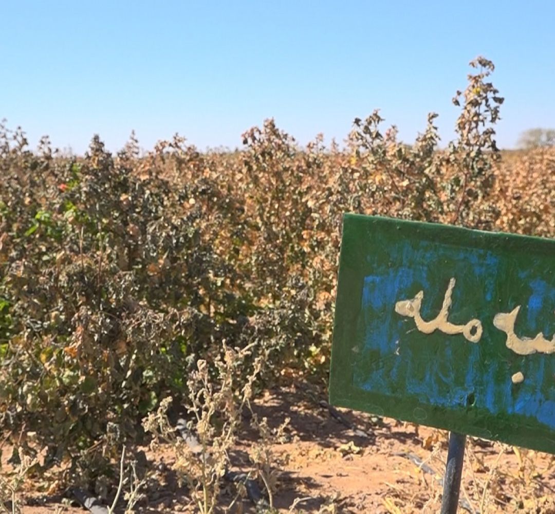 خوسف؛ شهر طلای قهوه‌ای و هنر مله بافی