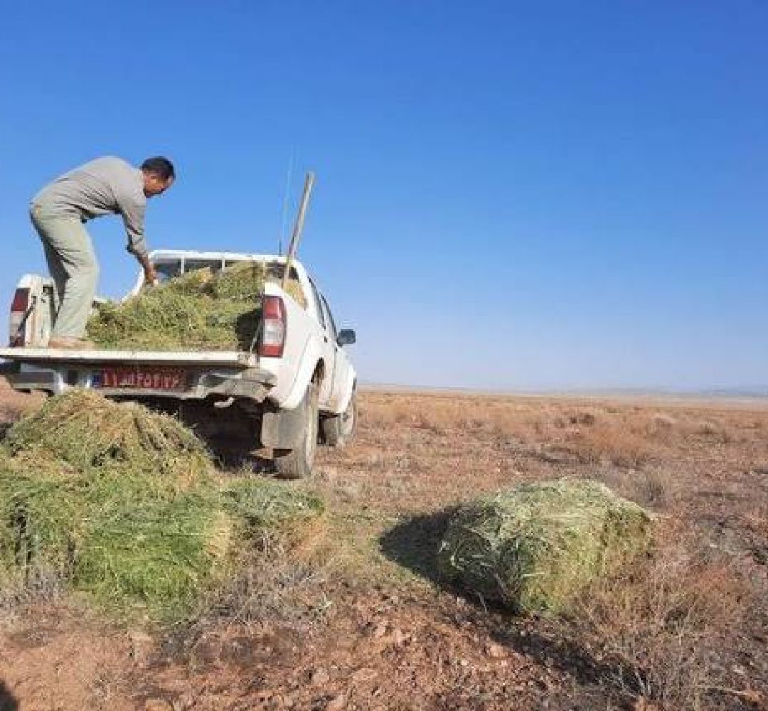 آغاز مهربانی زمستانه برای نجات حیات‌وحش خراسان‌جنوبی