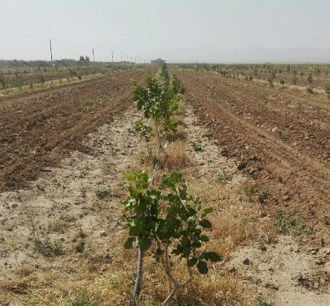 صدای کشاورزان به گوش مسئولان نمی‌رسد